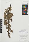 Foto von Salix foetida Schleich. ex DC. x Salix waldsteiniana Willd.